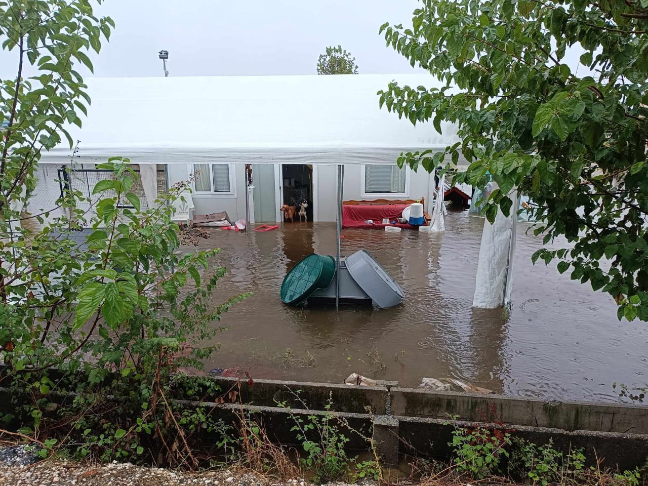 Tiere in Not Griechenland eV Flutkatastrophe Karditsa 2023 World of Strays Straßenhunde