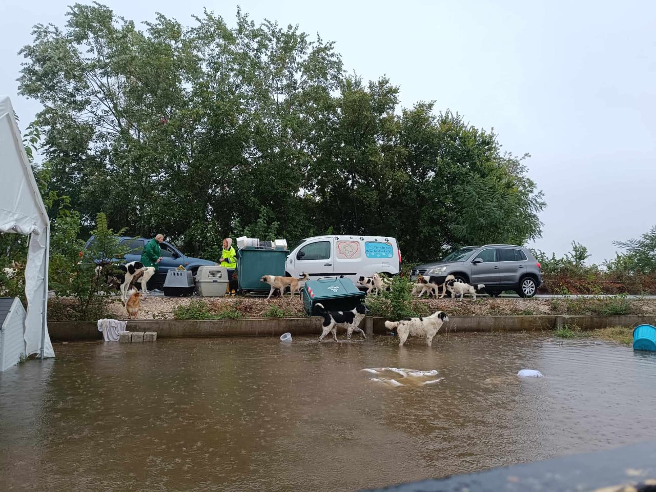 Tiere in Not Griechenland eV Flutkatastrophe Karditsa 2023 World of Strays Straßenhunde