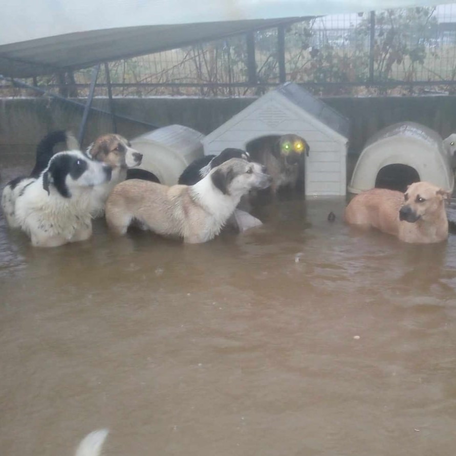 Tiere in Not Griechenland eV Flutkatastrophe Karditsa 2023 World of Strays Straßenhunde