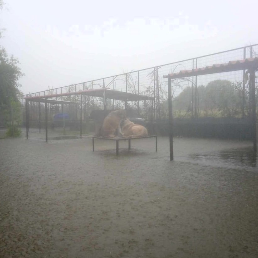 Tiere in Not Griechenland eV Flutkatastrophe Karditsa 2023 World of Strays Straßenhunde