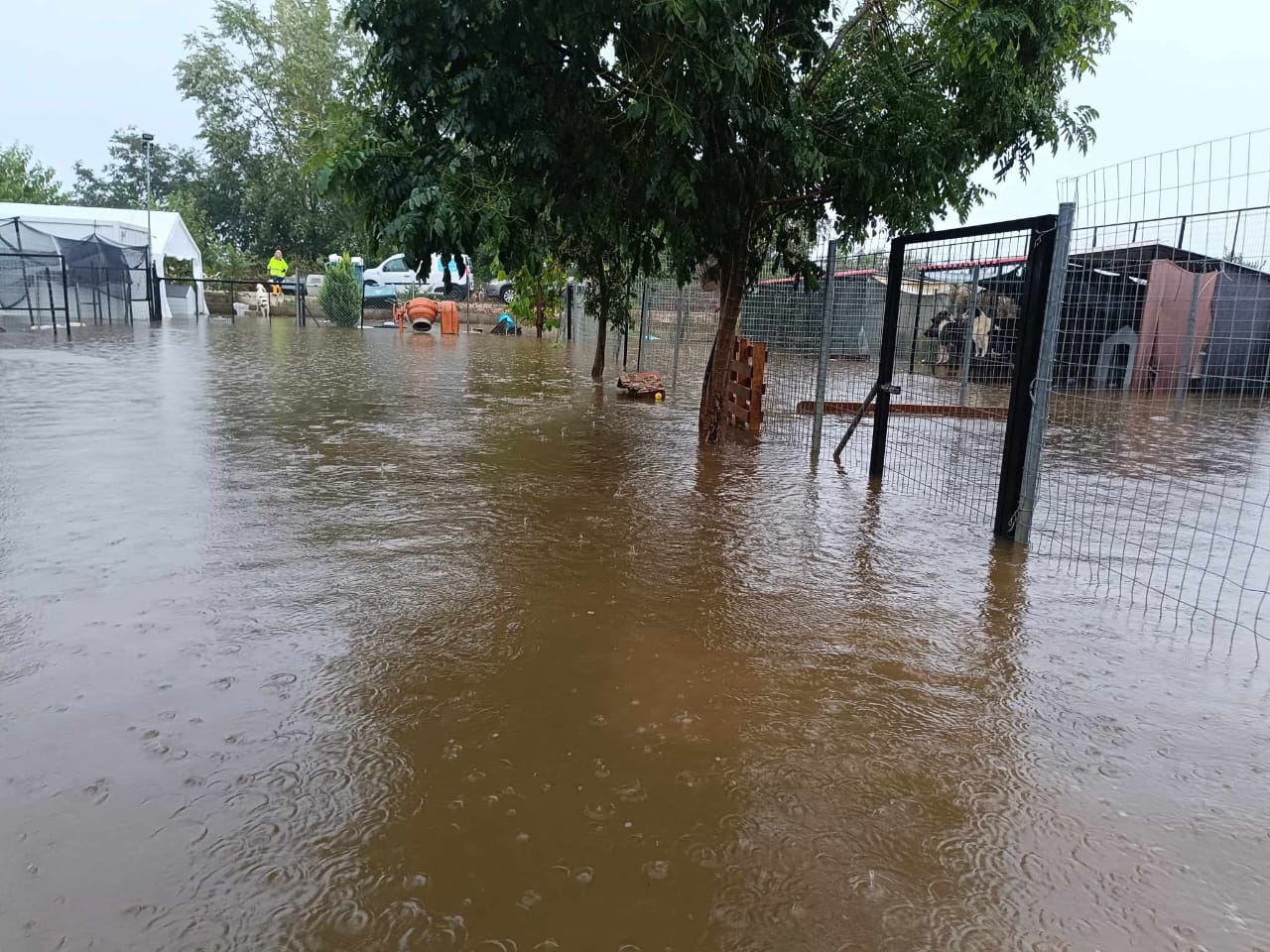 Tiere in Not Griechenland eV Flutkatastrophe Karditsa 2023 World of Strays Straßenhunde