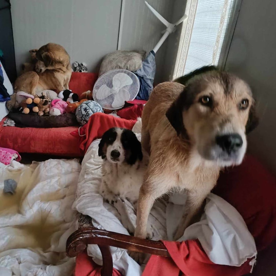 Tiere in Not Griechenland eV Flutkatastrophe Karditsa 2023 World of Strays Straßenhunde