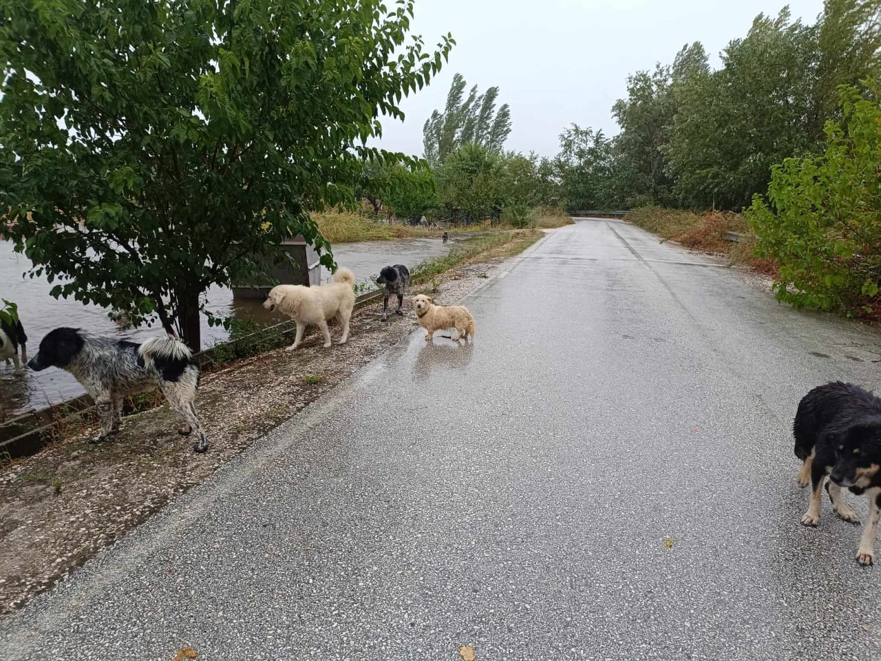 Tiere in Not Griechenland eV Flutkatastrophe Karditsa 2023 World of Strays Straßenhunde
