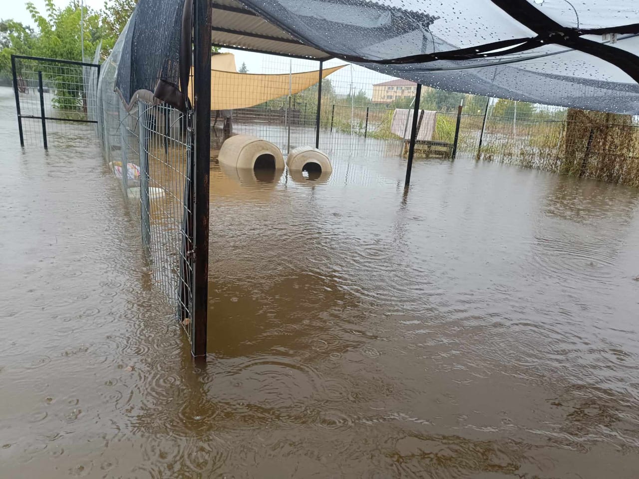 Tiere in Not Griechenland eV Flutkatastrophe Karditsa 2023 World of Strays Straßenhunde