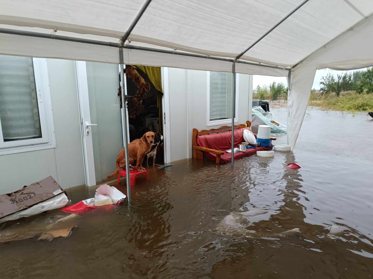 Tiere in Not Griechenland eV Flutkatastrophe Karditsa 2023 World of Strays Straßenhunde