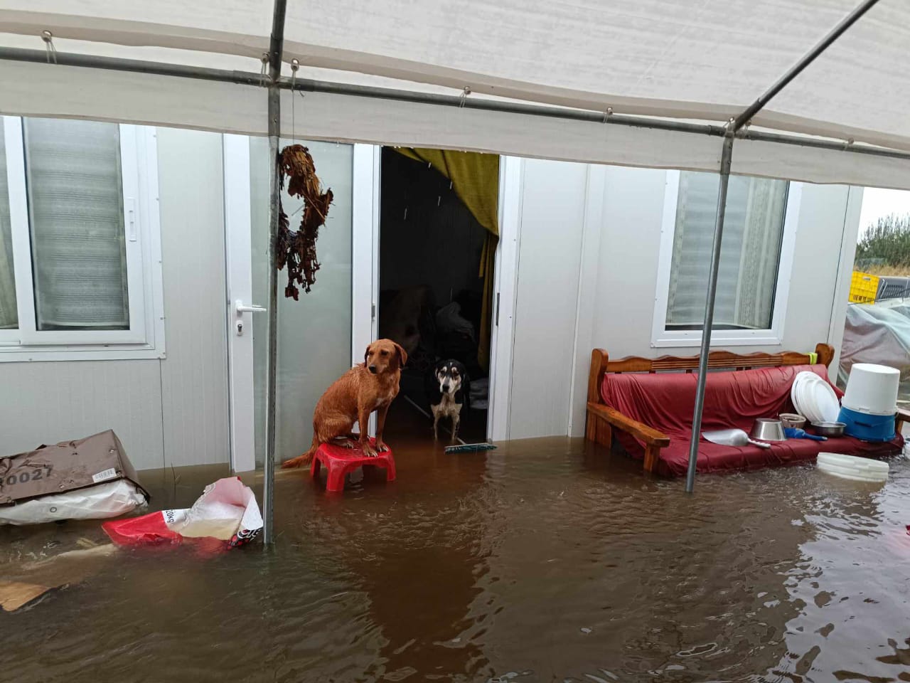 Tiere in Not Griechenland eV Flutkatastrophe Karditsa 2023 World of Strays Straßenhunde