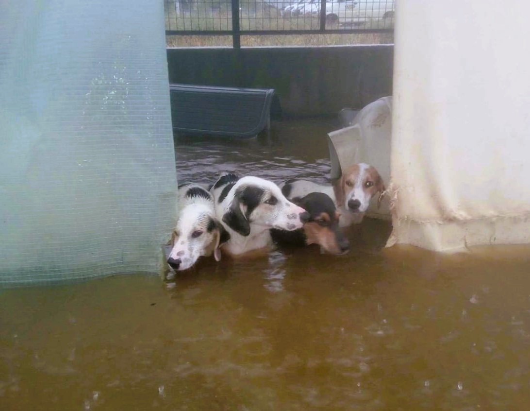 Tiere in Not Griechenland eV Flutkatastrophe Karditsa 2023 World of Strays Straßenhunde