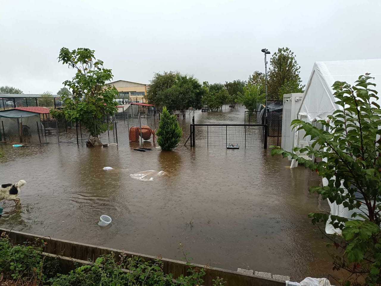 Tiere in Not Griechenland eV Flutkatastrophe Karditsa 2023 World of Strays Straßenhunde