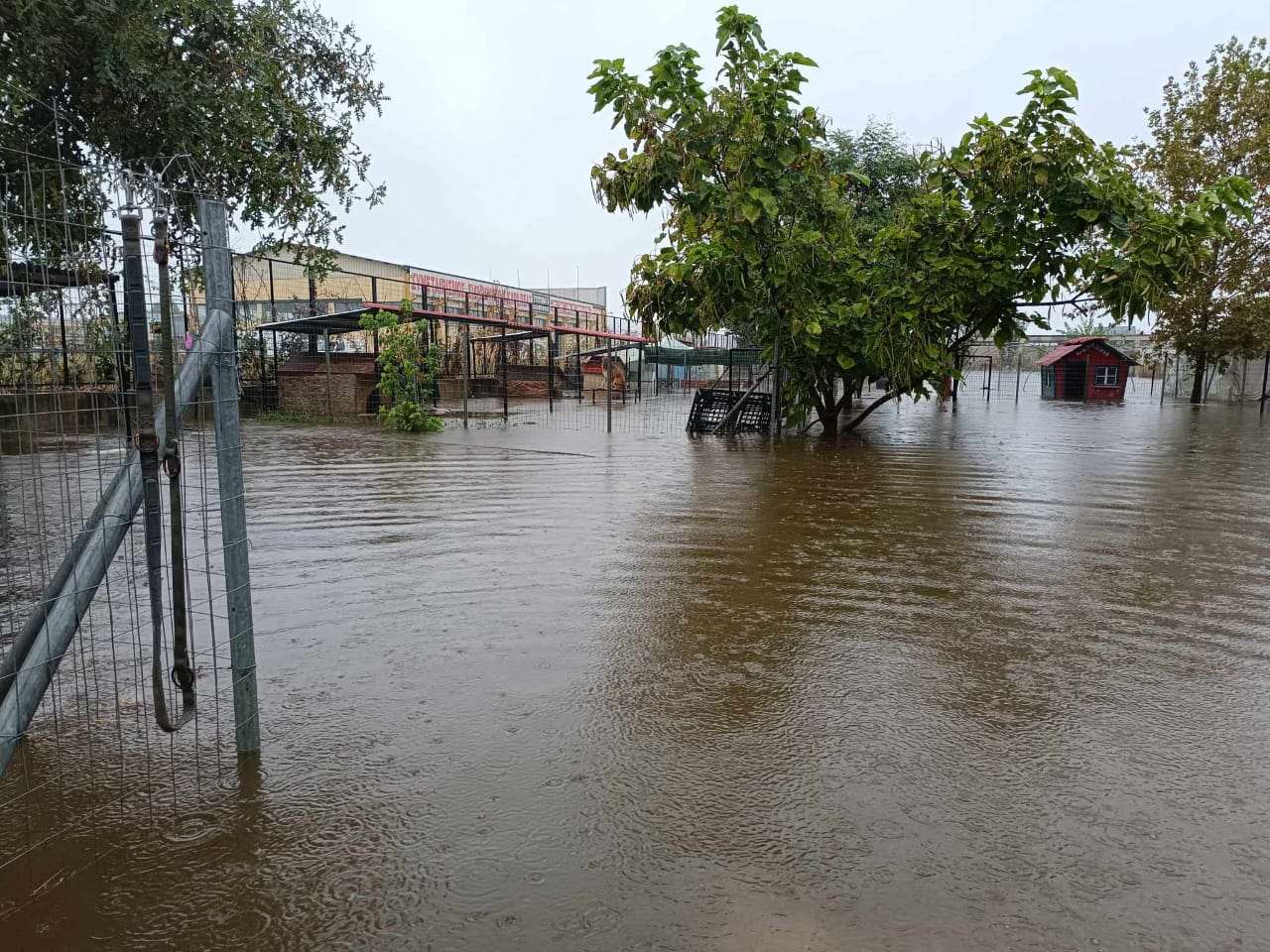 Tiere in Not Griechenland eV Flutkatastrophe Karditsa 2023 World of Strays Straßenhunde