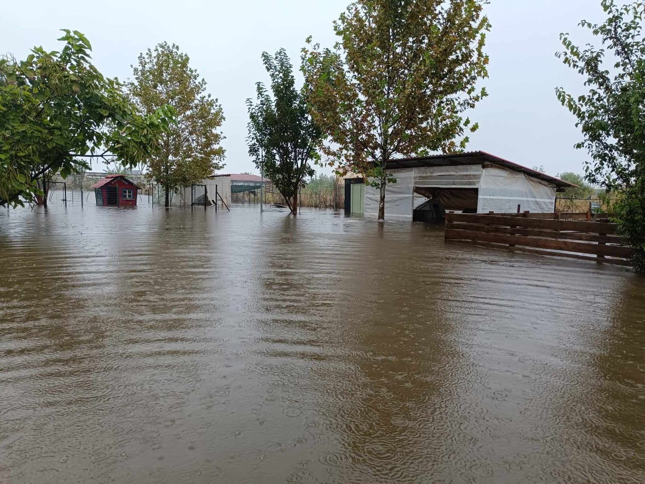 Tiere in Not Griechenland eV Flutkatastrophe Karditsa 2023 World of Strays Straßenhunde