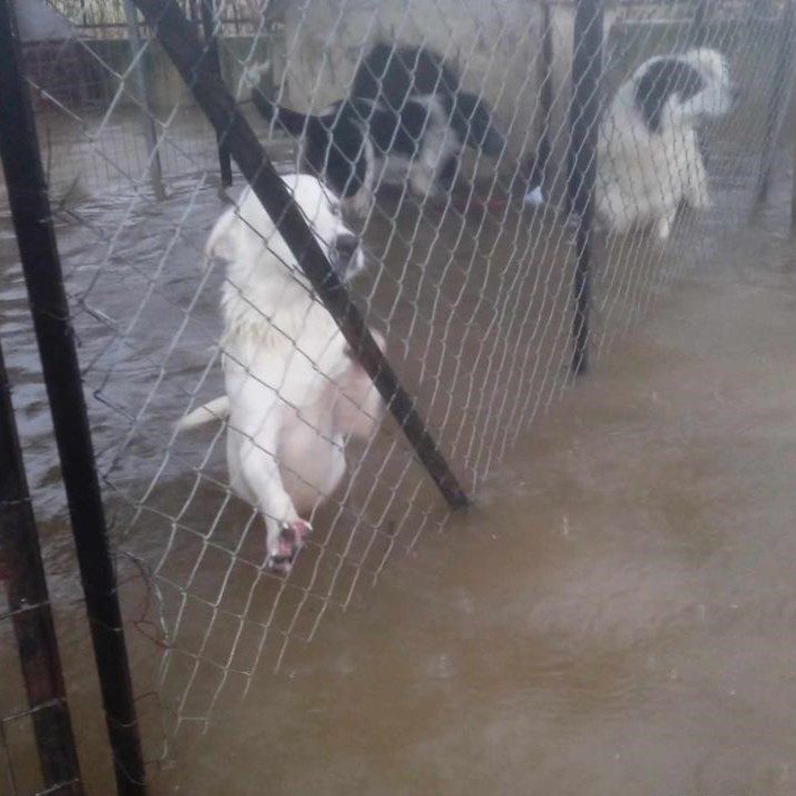 Tiere in Not Griechenland eV Flutkatastrophe Karditsa 2023 World of Strays Straßenhunde