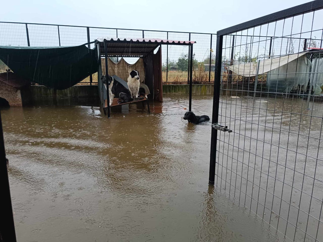 Tiere in Not Griechenland eV Flutkatastrophe Karditsa 2023 World of Strays Straßenhunde