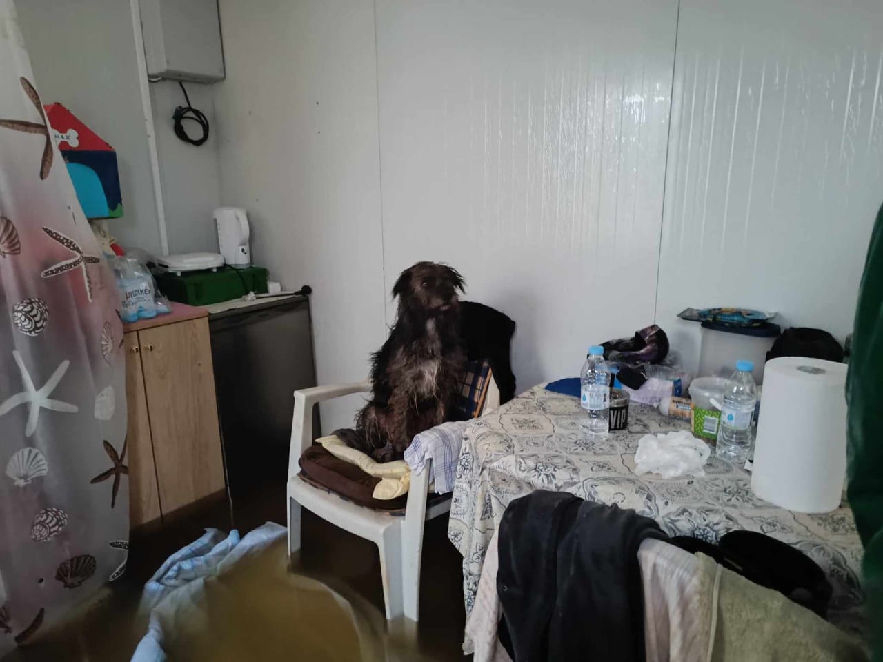 Tiere in Not Griechenland eV Flutkatastrophe Karditsa 2023 World of Strays Straßenhunde