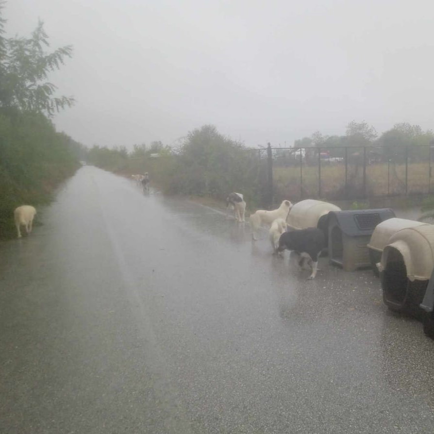 Tiere in Not Griechenland eV Flutkatastrophe Karditsa 2023 World of Strays Straßenhunde