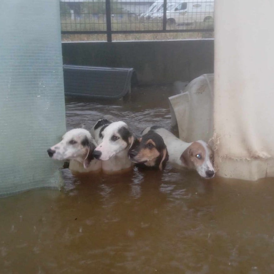 Tiere in Not Griechenland eV Flutkatastrophe Karditsa 2023 World of Strays Straßenhunde