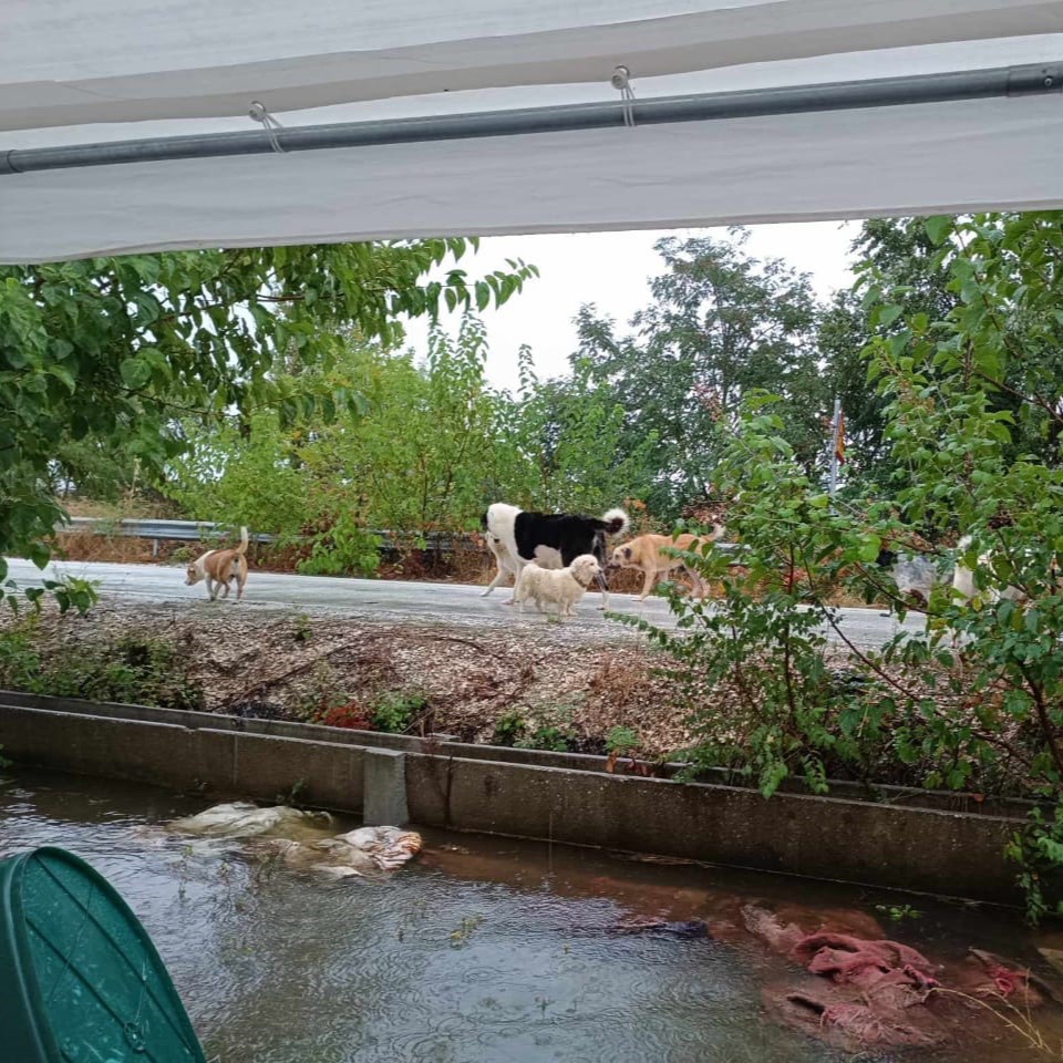 Tiere in Not Griechenland eV Flutkatastrophe Karditsa 2023 World of Strays Straßenhunde