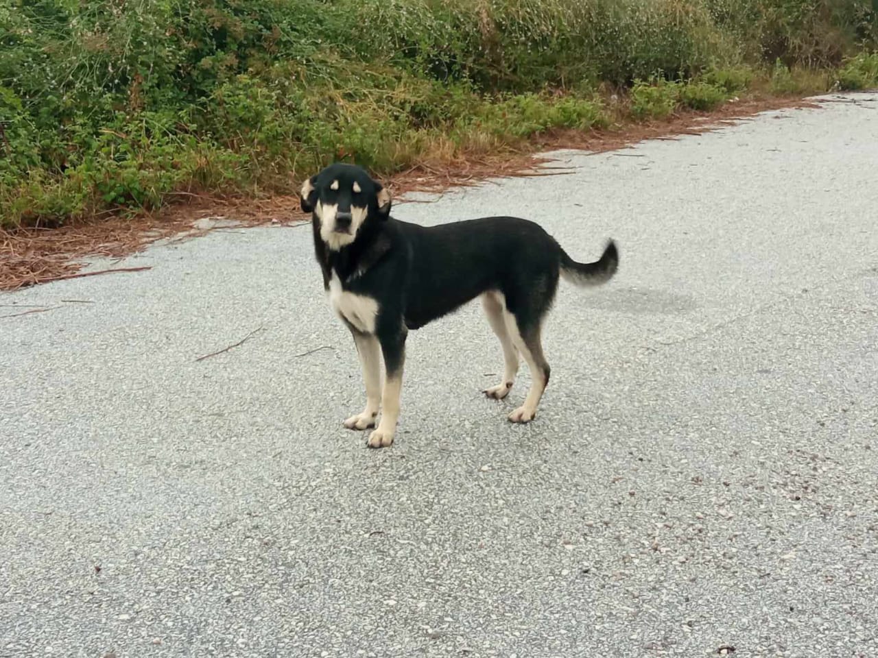 Tiere in Not Griechenland eV Flutkatastrophe Karditsa 2023 World of Strays Straßenhunde