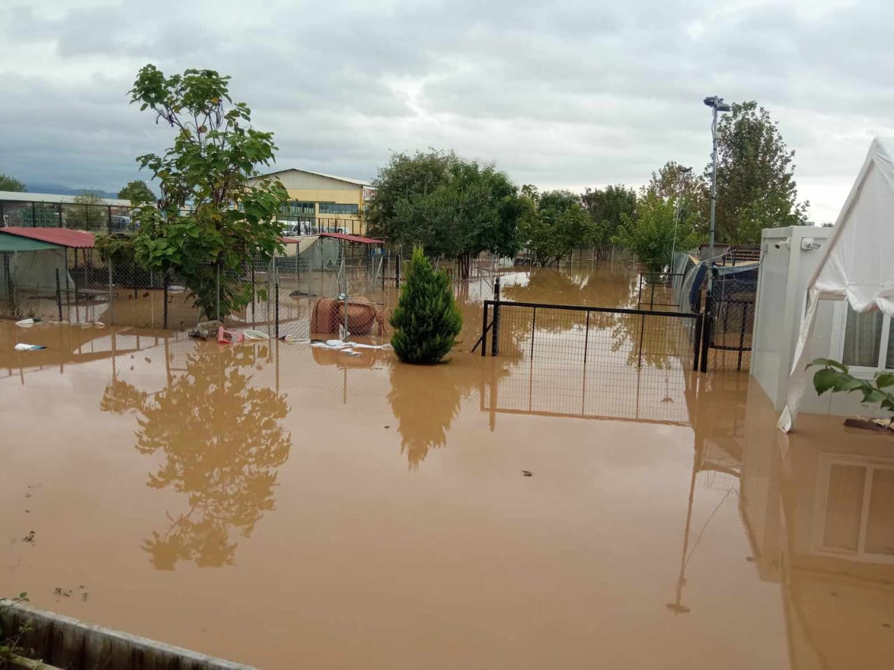 Tiere in Not Griechenland eV Flutkatastrophe Karditsa 2023 World of Strays Straßenhunde