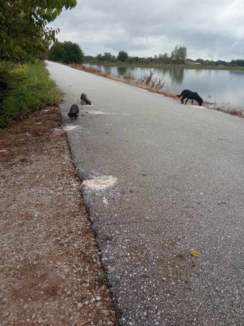 Tiere in Not Griechenland eV Flutkatastrophe Karditsa 2023 World of Strays Straßenhunde