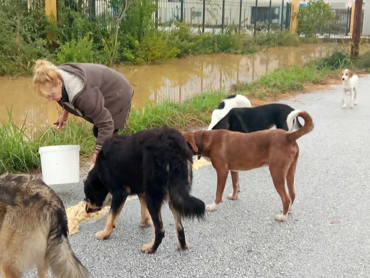 Tiere in Not Griechenland eV Flutkatastrophe Karditsa 2023 World of Strays Straßenhunde