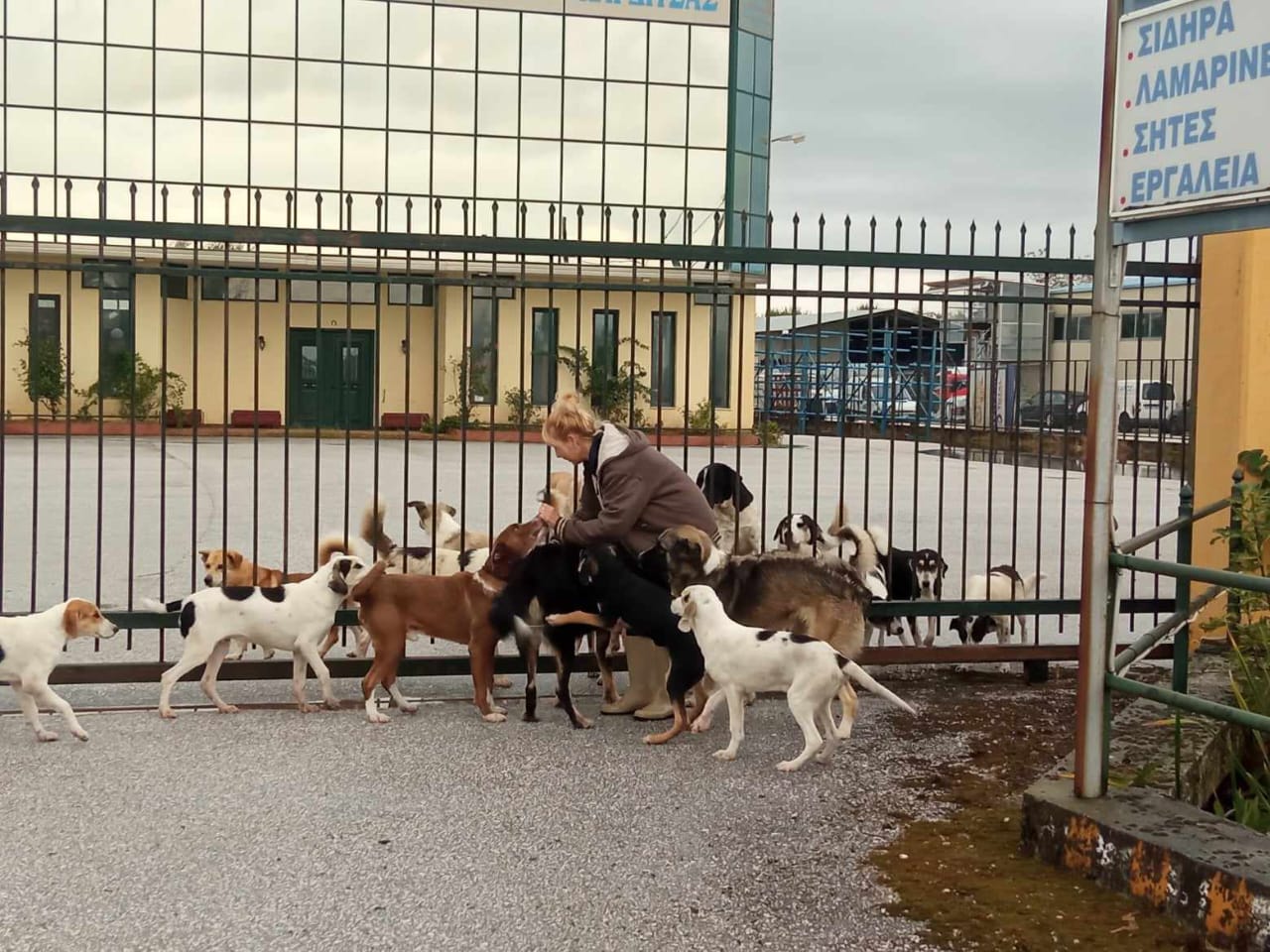 Tiere in Not Griechenland eV Flutkatastrophe Karditsa 2023 World of Strays Straßenhunde