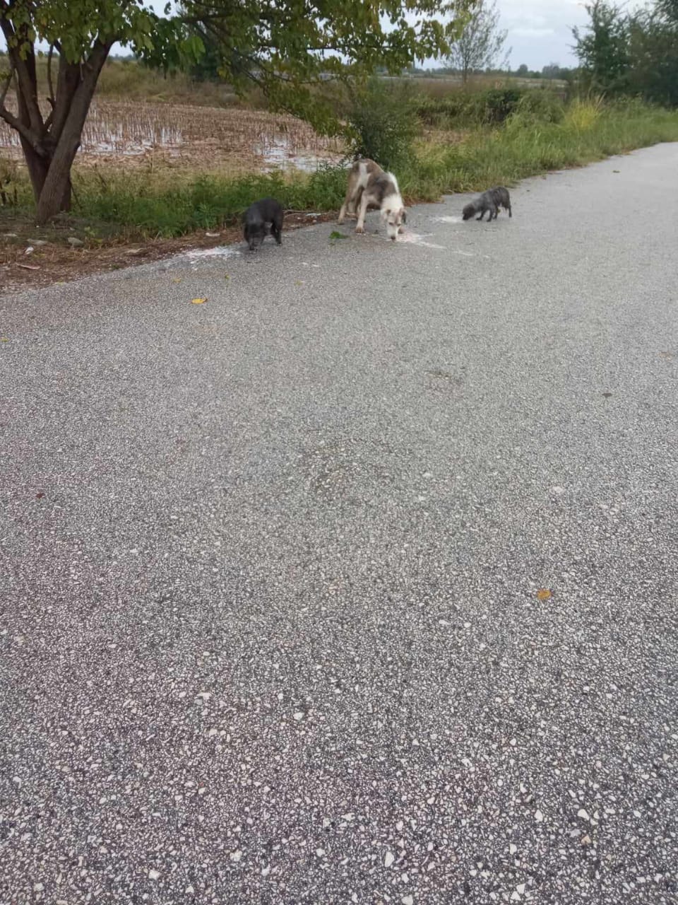 Tiere in Not Griechenland eV Flutkatastrophe Karditsa 2023 World of Strays Straßenhunde