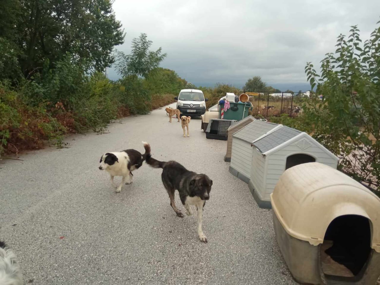 Tiere in Not Griechenland eV Flutkatastrophe Karditsa 2023 World of Strays Straßenhunde
