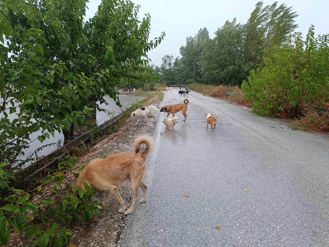 Tiere in Not Griechenland eV Flutkatastrophe Karditsa 2023 World of Strays Straßenhunde