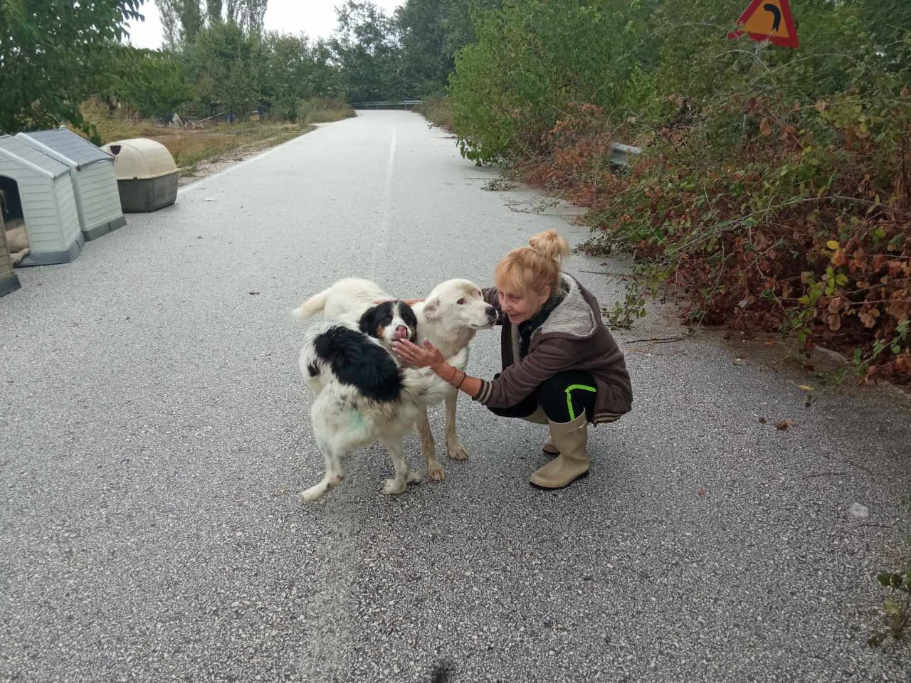 Tiere in Not Griechenland eV Flutkatastrophe Karditsa 2023 World of Strays Straßenhunde