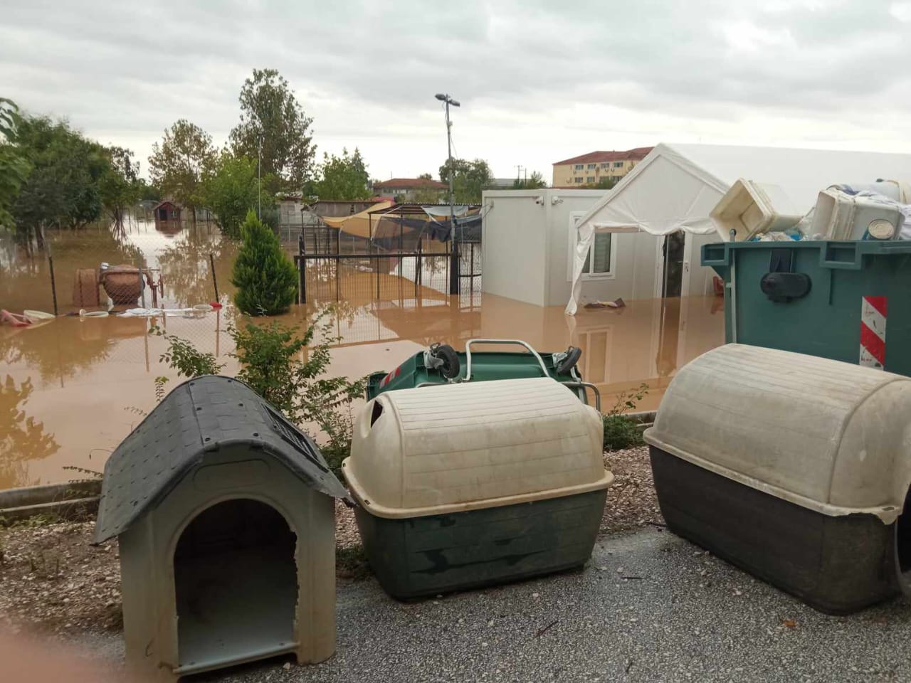 Tiere in Not Griechenland eV Flutkatastrophe Karditsa 2023 World of Strays Straßenhunde