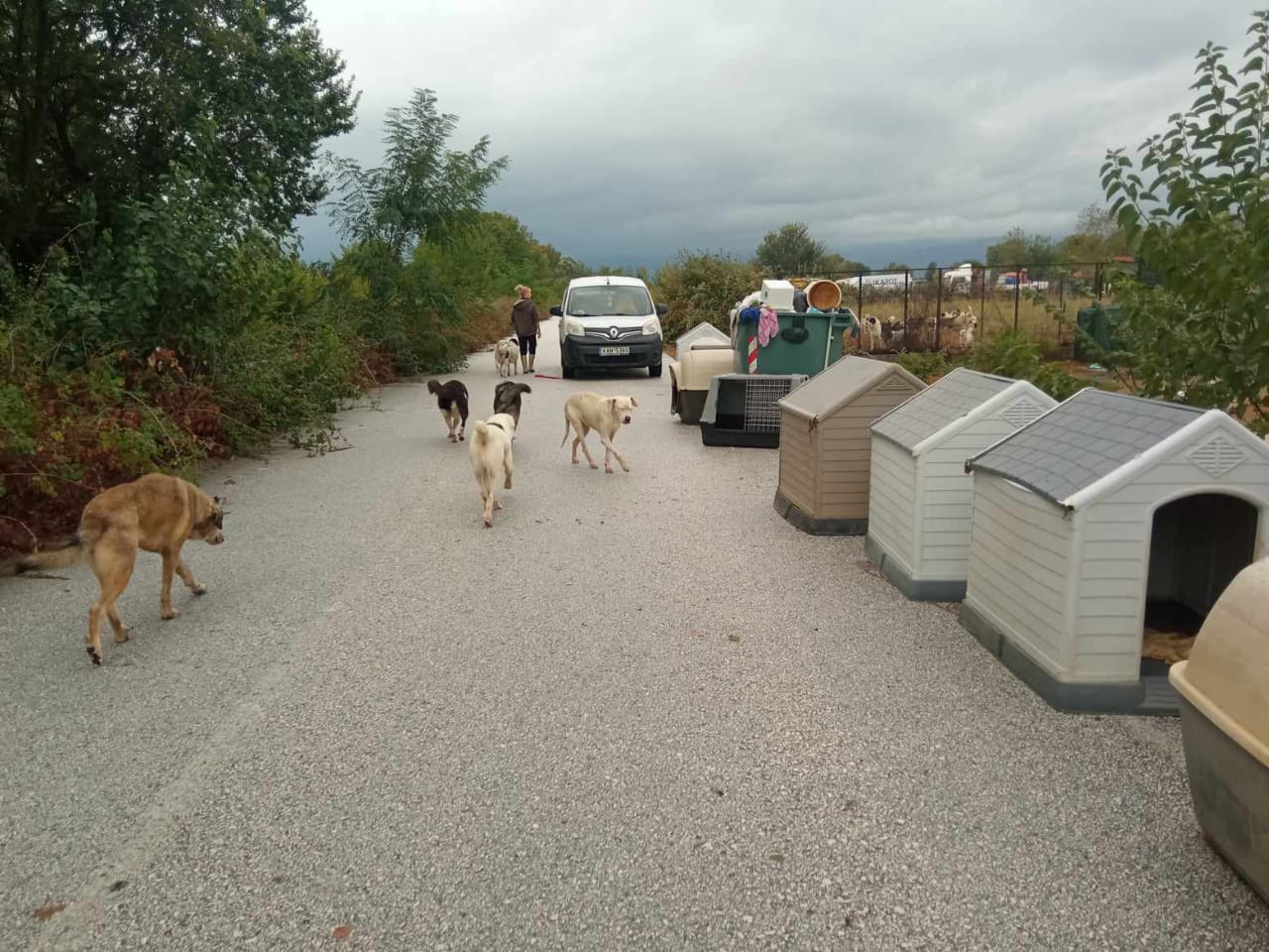 Tiere in Not Griechenland eV Flutkatastrophe Karditsa 2023 World of Strays Straßenhunde