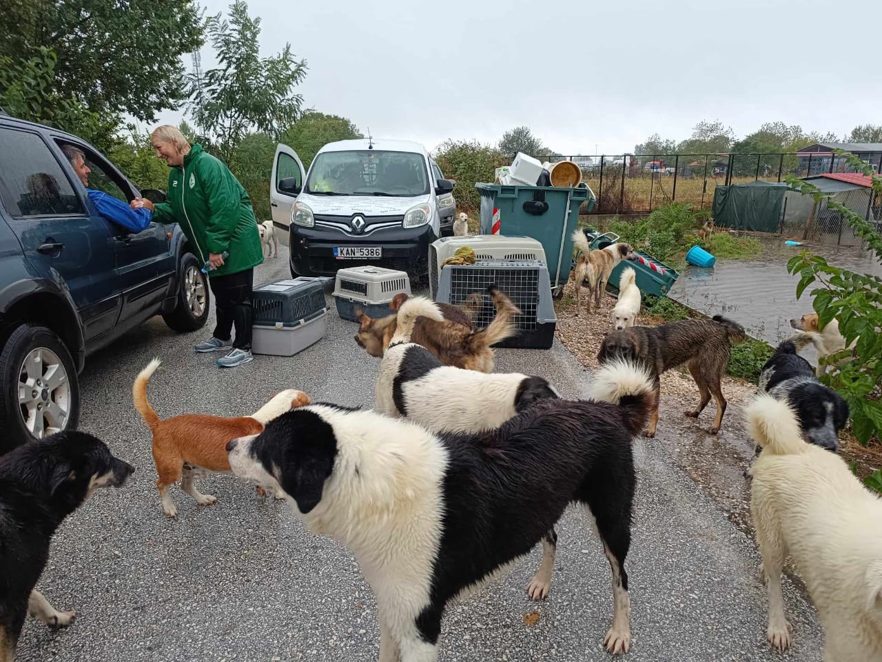 Tiere in Not Griechenland eV Flutkatastrophe Karditsa 2023 World of Strays Straßenhunde
