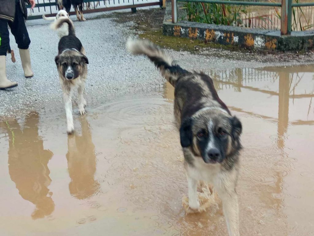 Tiere in Not Griechenland eV Flutkatastrophe Karditsa 2023 World of Strays Straßenhunde