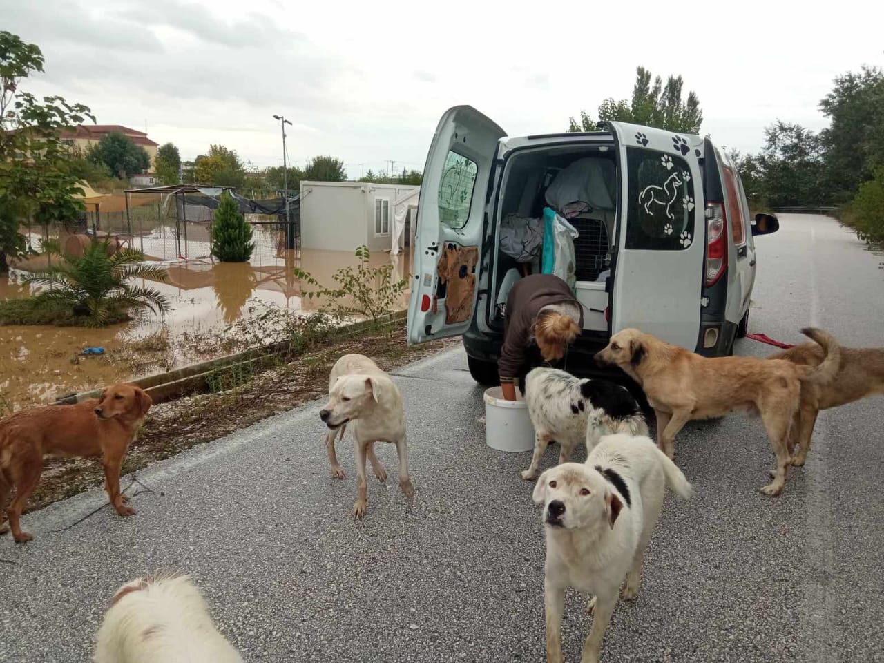 Tiere in Not Griechenland eV Flutkatastrophe Karditsa 2023 World of Strays Straßenhunde
