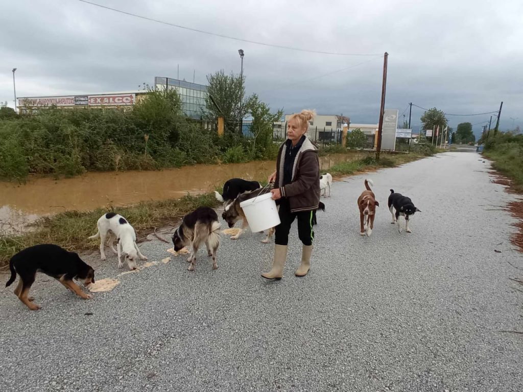 Tiere in Not Griechenland eV Flutkatastrophe Karditsa 2023 World of Strays Straßenhunde