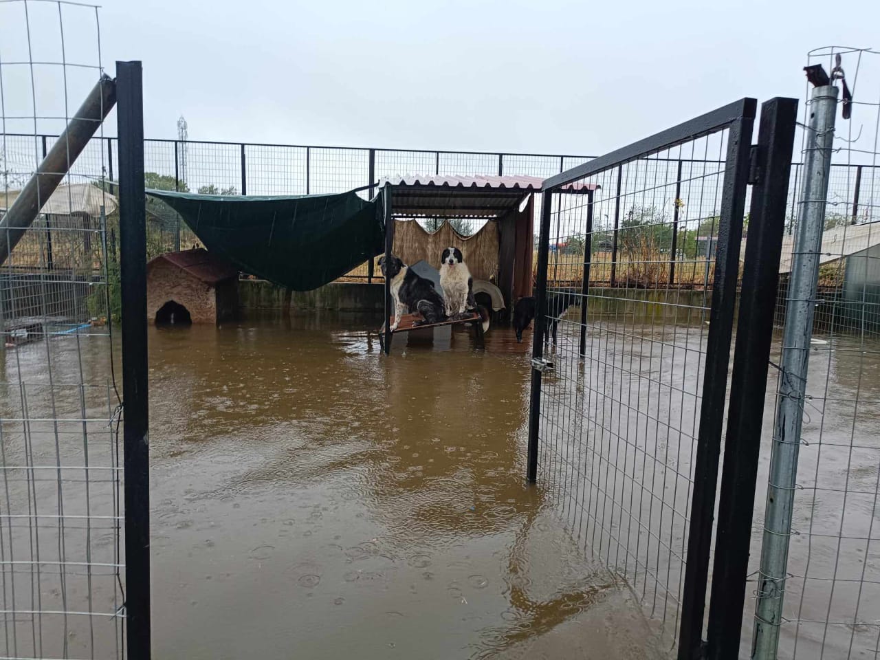 Tiere in Not Griechenland eV Flutkatastrophe Karditsa 2023 World of Strays Straßenhunde