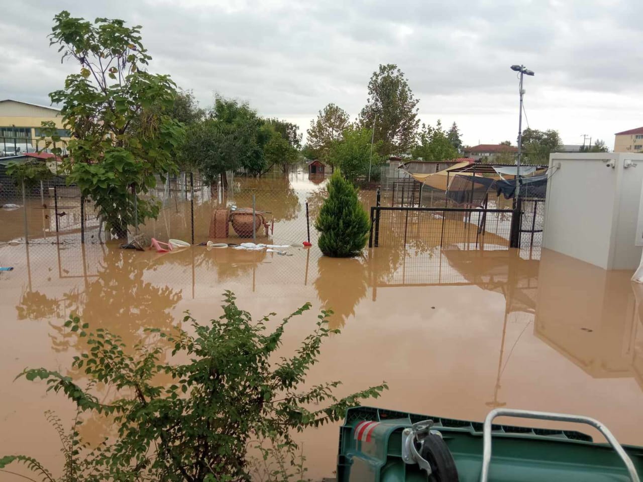 Tiere in Not Griechenland eV Flutkatastrophe Karditsa 2023 World of Strays Straßenhunde