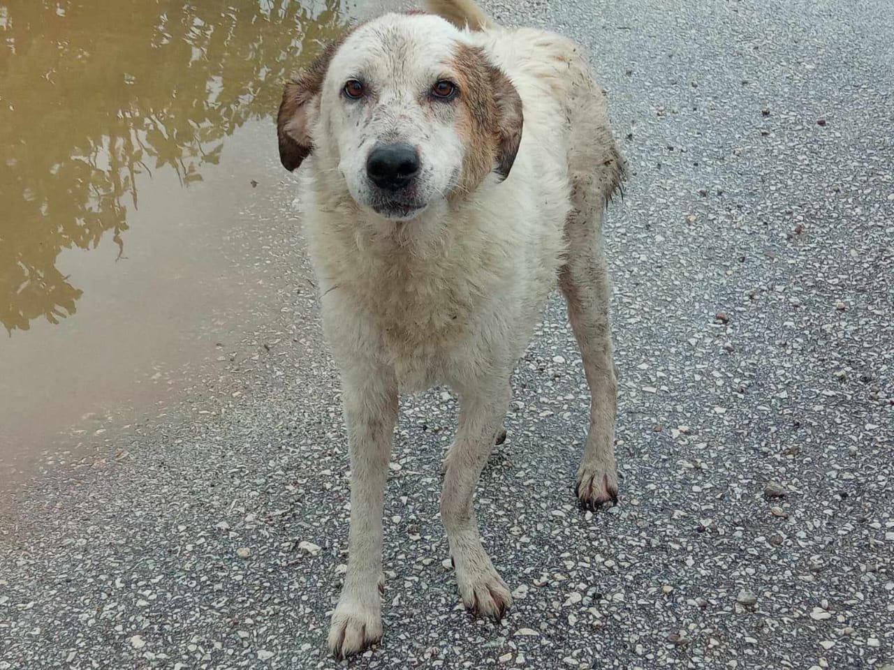 Tiere in Not Griechenland eV Flutkatastrophe Karditsa 2023 World of Strays Straßenhunde