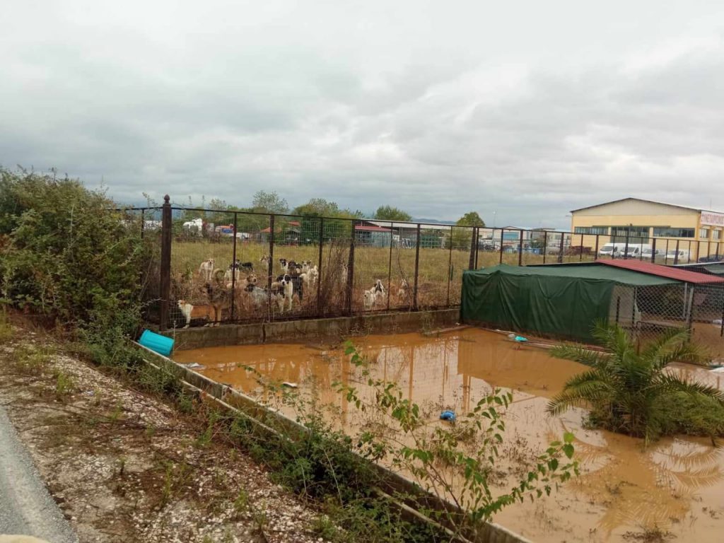 Tiere in Not Griechenland eV Flutkatastrophe Karditsa 2023 World of Strays Straßenhunde