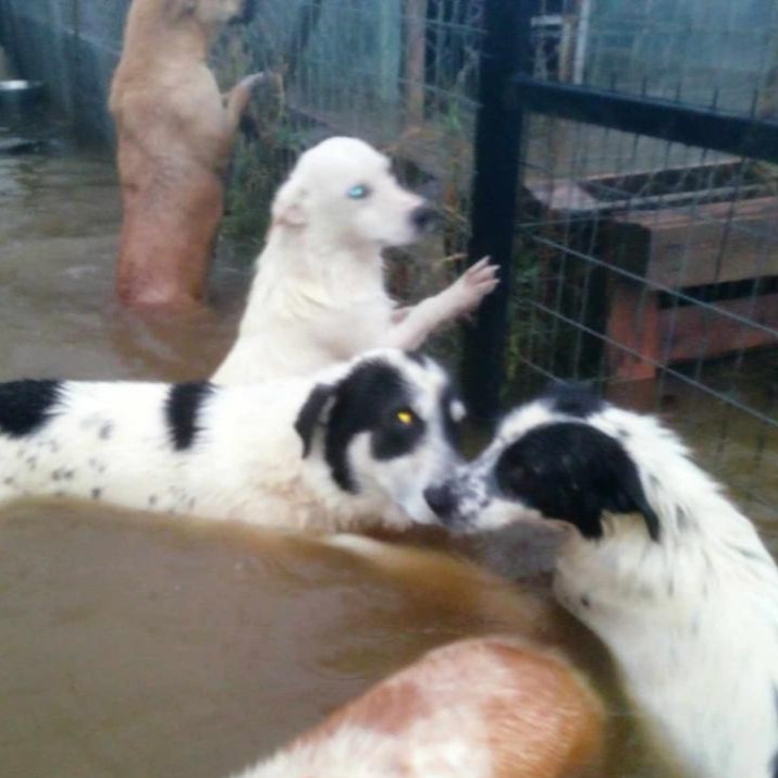 Tiere in Not Griechenland eV Flutkatastrophe Karditsa 2023 World of Strays Straßenhunde