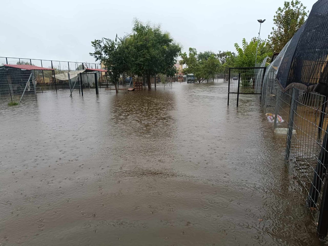 Tiere in Not Griechenland eV Flutkatastrophe Karditsa 2023 World of Strays Straßenhunde