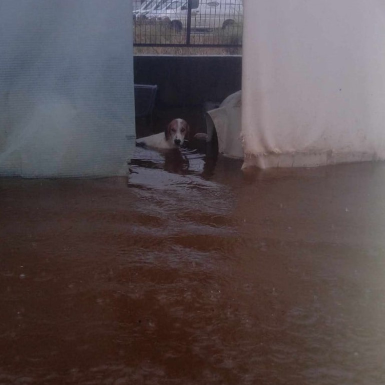 Tiere in Not Griechenland eV Flutkatastrophe Karditsa 2023 World of Strays Straßenhunde