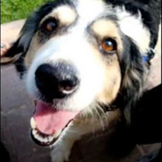 World of Strays Malta Tierschutz Star Straßenhunde