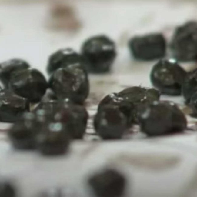 World of Strays Malta Tierschutz Star Straßenhunde