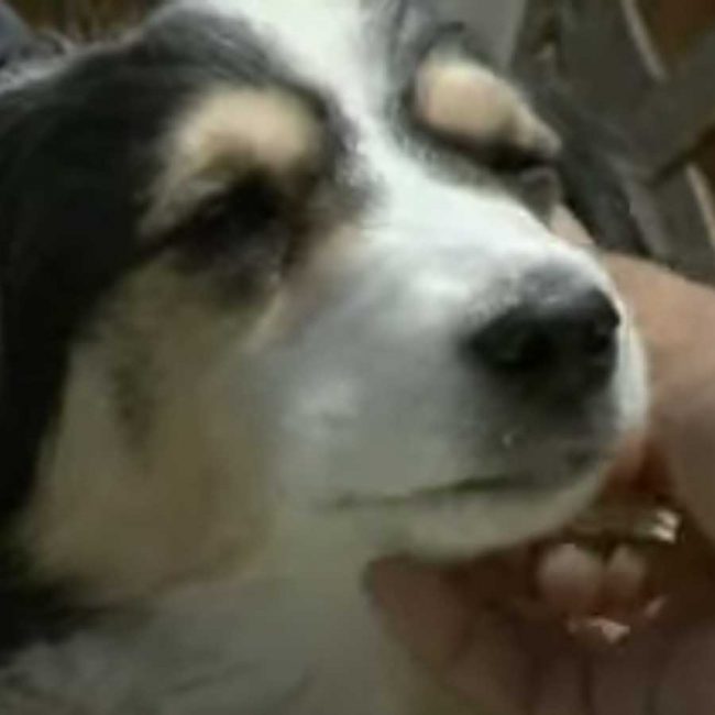 World of Strays Malta Tierschutz Star Straßenhunde