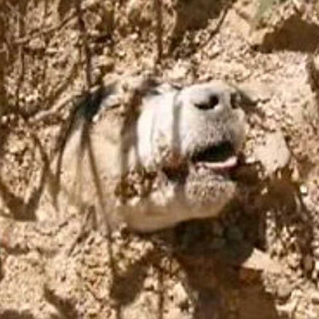 World of Strays Malta Tierschutz Star Straßenhunde