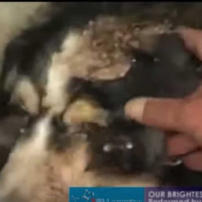 World of Strays Malta Tierschutz Star Straßenhunde