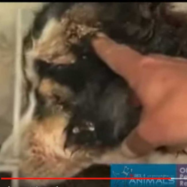 World of Strays Malta Tierschutz Star Straßenhunde