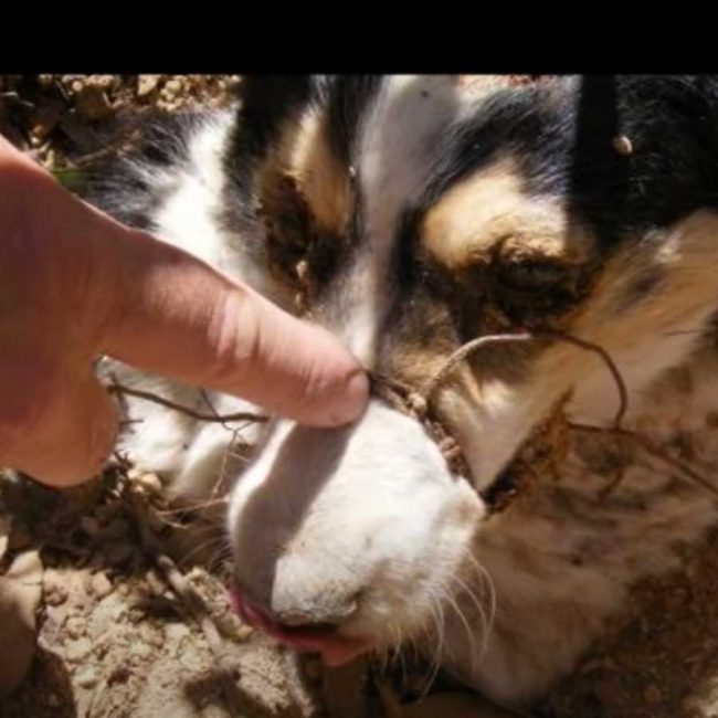 World of Strays Malta Tierschutz Star Straßenhunde