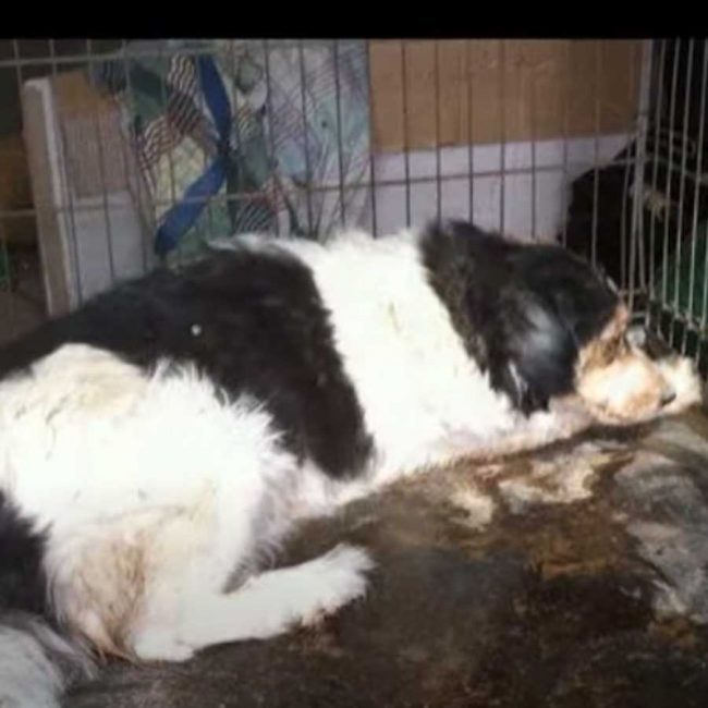 World of Strays Malta Tierschutz Star Straßenhunde